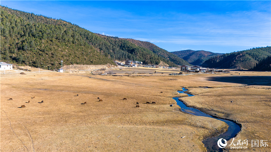 香格里拉國家公園內的高山草甸。人民網記者 虎遵會攝