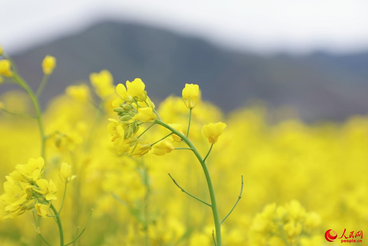 金色油菜花鋪滿大地。 人民網 李海霞攝